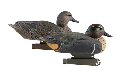 two Banded, Life-Size Green-Winged Teal  decoys