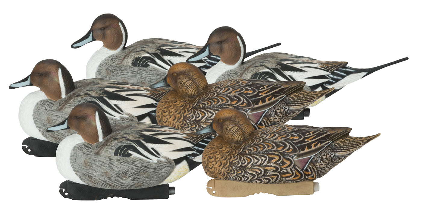 six  Pintail-Harvester hunting decoy