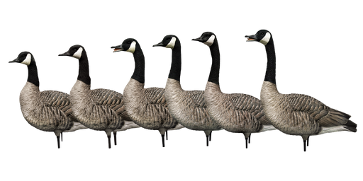 six honker duck hunting decoys