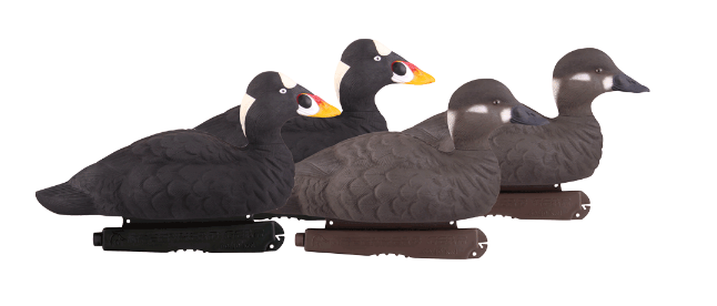 Banded, PG Surf Scoters
