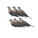 Six Silhouette Decoys - Mourning Dove