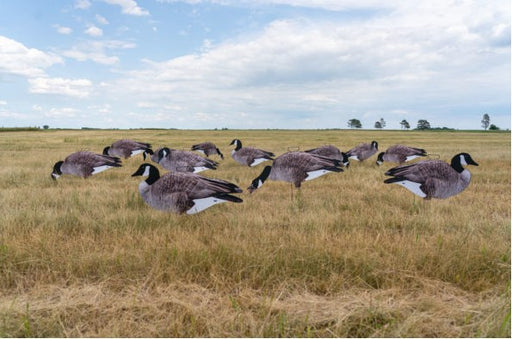 Banded, PG Silhouette Decoys-Canada Goose decoy in field