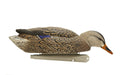 Mallard duck hunting decoy