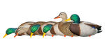 set of six Mallard duck decoys