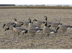 flock of canadian geese hunting decoys in a field