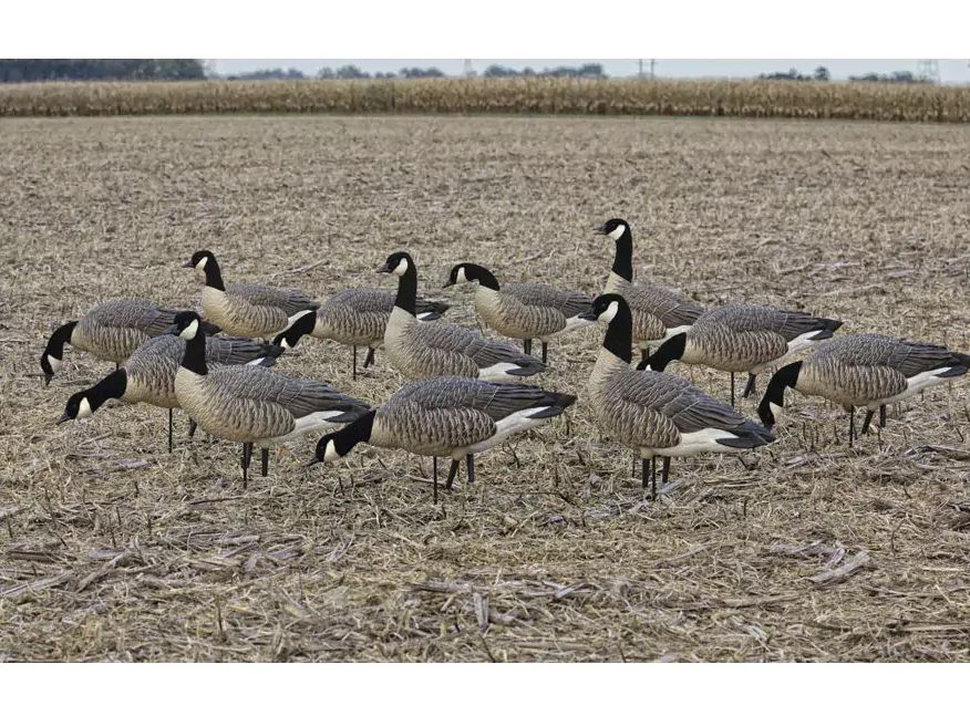 flock of canadian geese hunting decoys in a field