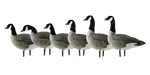 Canada goose six pack hunting decoy