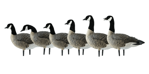 Canada goose six pack hunting decoy