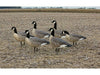 Six pack Canada goose hunting decoys in a field