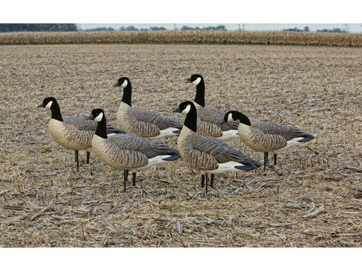 Six pack Canada goose hunting decoys in a field