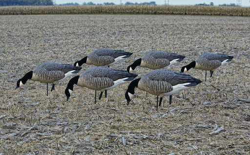 set of 6 Lesser Canada full body hunting decoys in field