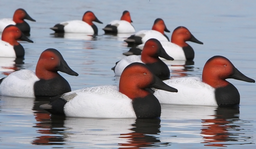 Canvasback Duck Decoys floating in water