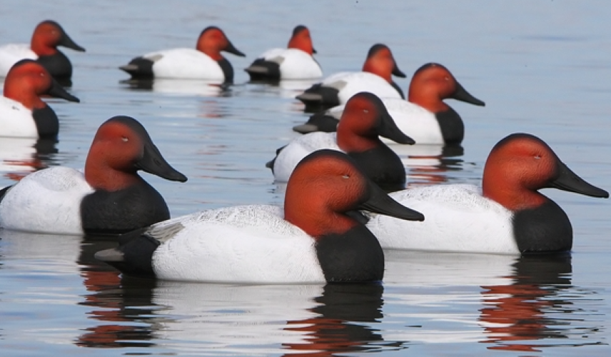 GHG, Over-Sized Canvasback Duck Decoys