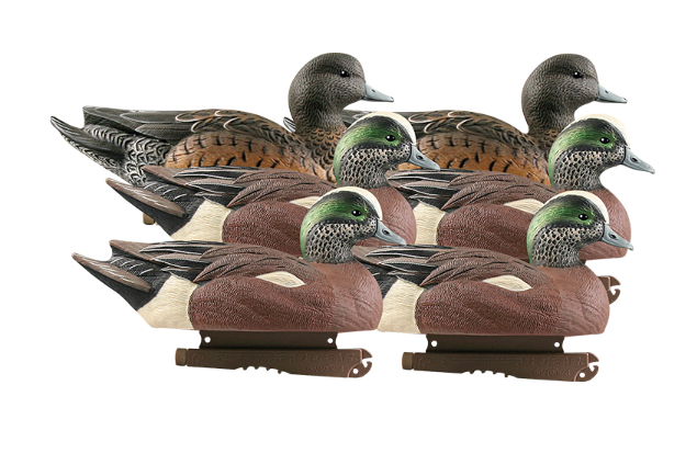 Banded, Life-Size Wigeons (6-pack)