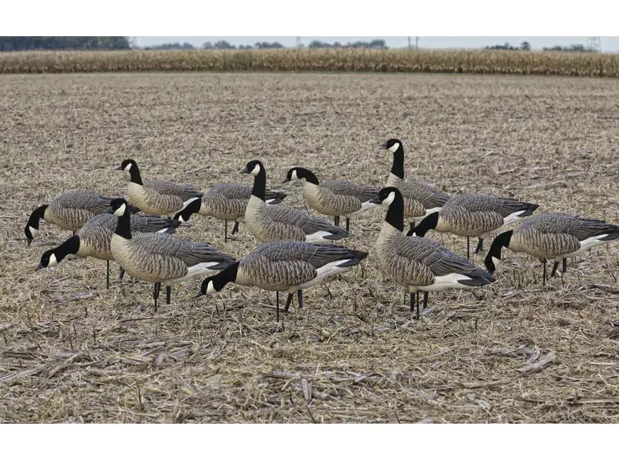 Avian X-9033, Flocked Outfitter Lesser Canada Goose Decoy’s