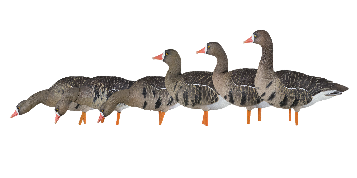 6 specklebelly duck hunting decoys