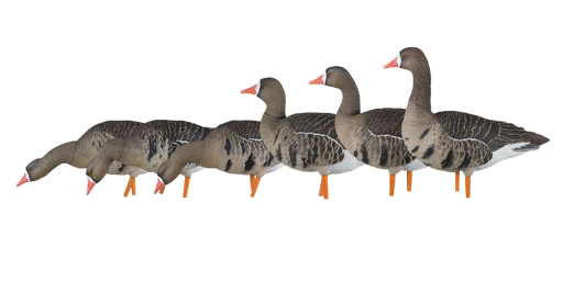 6 specklebelly duck hunting decoys