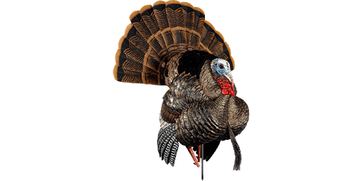 turkey hunting decoy