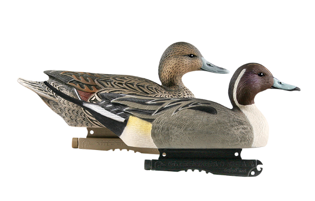 Banded, Life-Size Pintails (6-pack)