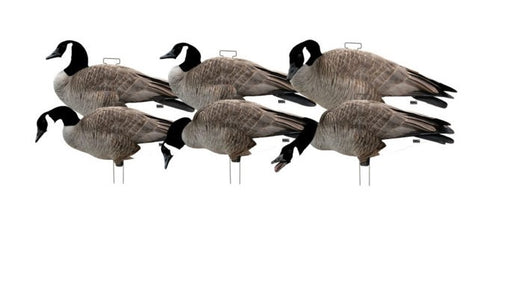 six Silhouette Canada Goose with Flocked Heads