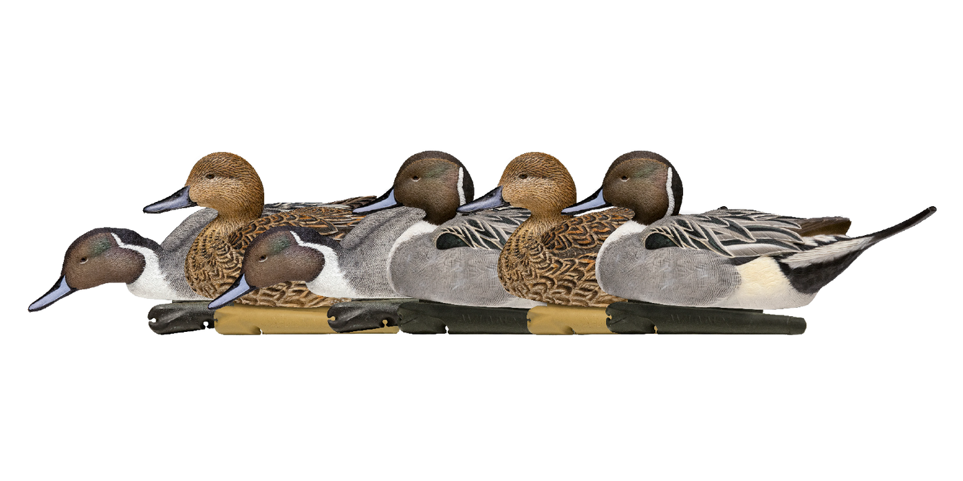 six pintail duck hunting decoys